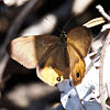 Common Brown Ringlet