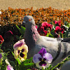 Feral Pigeon(Pombo comum)