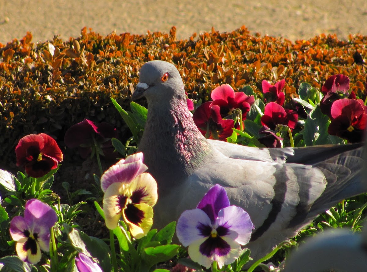 Feral Pigeon(Pombo comum)