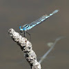 Blue Ringtail Damselfly