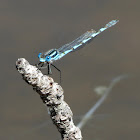 Blue Ringtail Damselfly