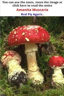 Lastest Mushrooming Lite APK