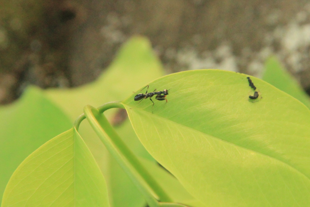 Asian Ant Mantis