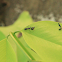 Asian Ant Mantis