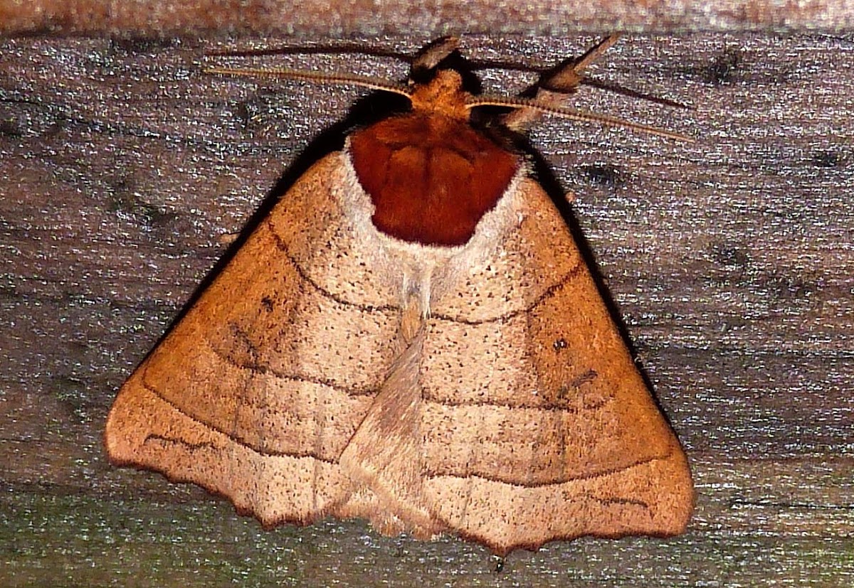 Drexel's Datana Moth