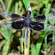 Black-winged Dragonlet