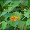 Jewelweed, Touch-me-nots