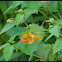Jewelweed, Touch-me-nots
