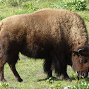 American Bison