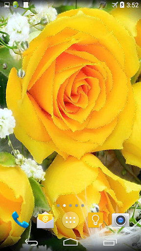 Yellow Roses Live Wallpaper