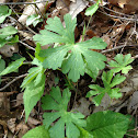 Bloodroot