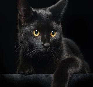 √無料でダウンロード！ 壁紙 黒猫 356236-スマホ 壁紙 黒猫 イラスト
