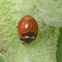 Coccinella Trifasciata Subversa ladybug