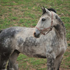 Horse 'Dutch Warmblood'