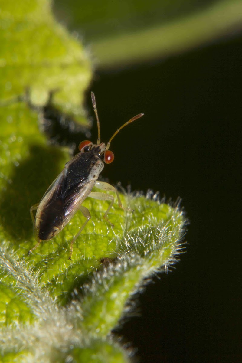 Big-eyed Bug