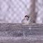 Eurasian sparrow