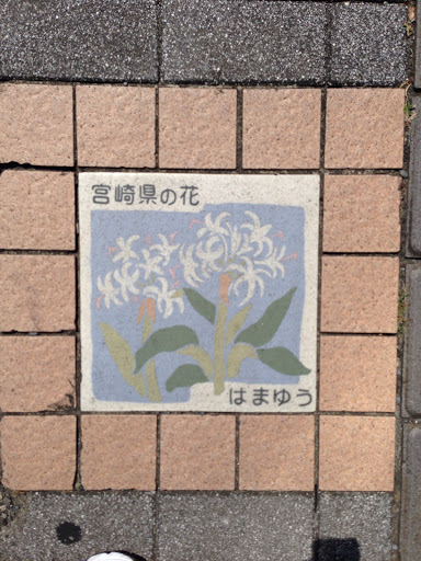 宮崎県の花
