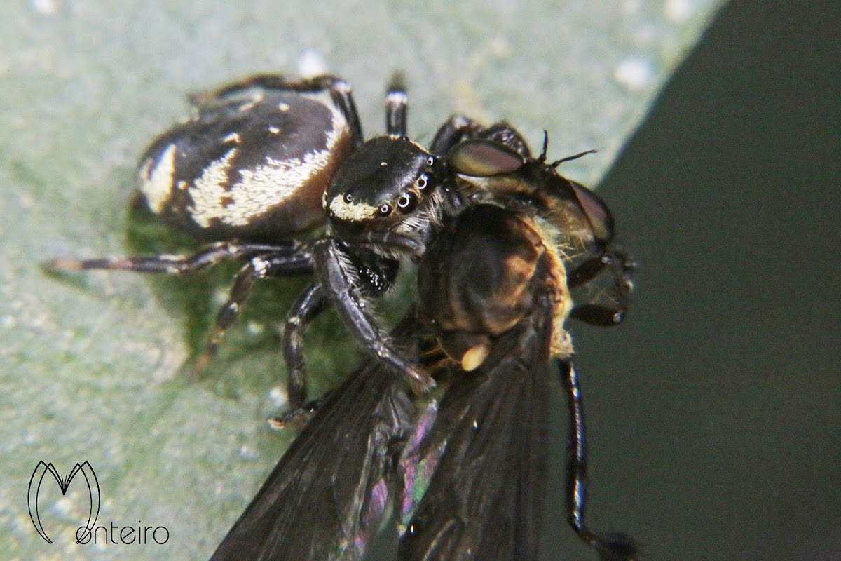 Jumping spider eating a robber fly