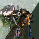 Jumping spider eating a robber fly