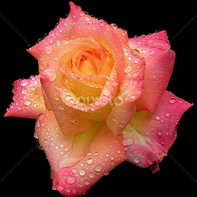 by Jose De La Cruz - Flowers Single Flower