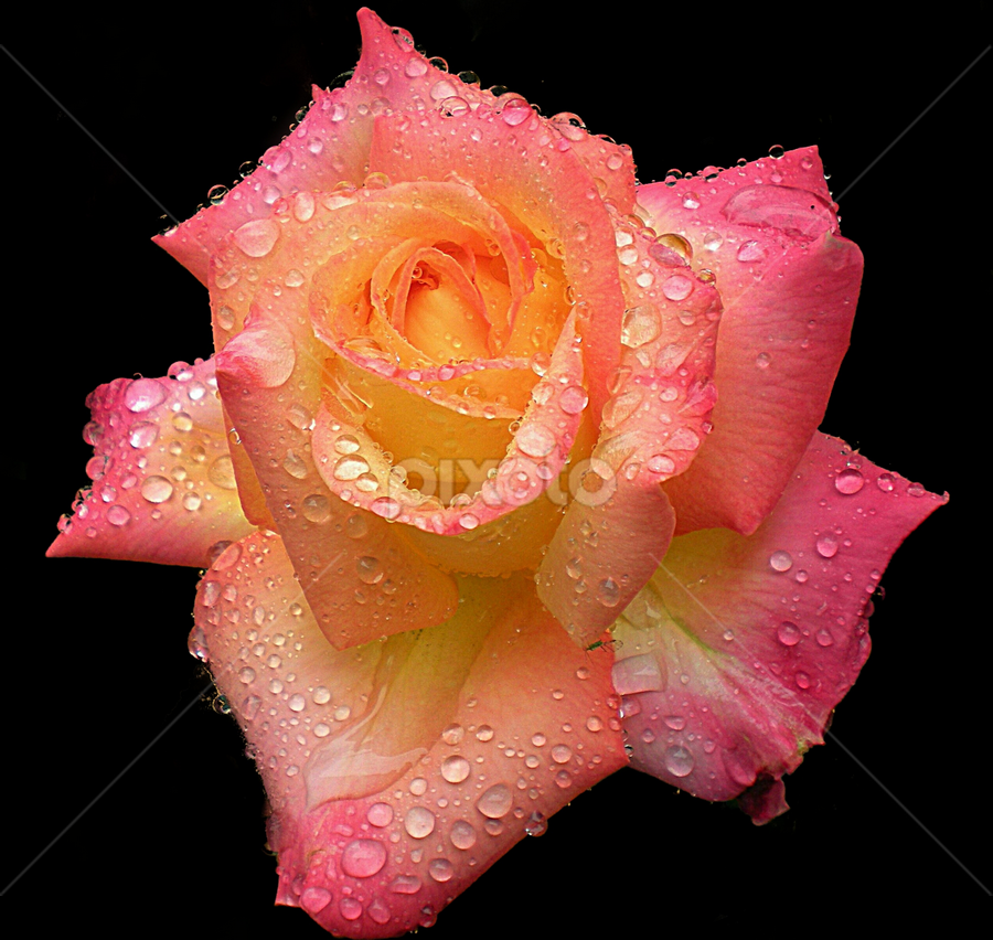 by Jose De La Cruz - Flowers Single Flower