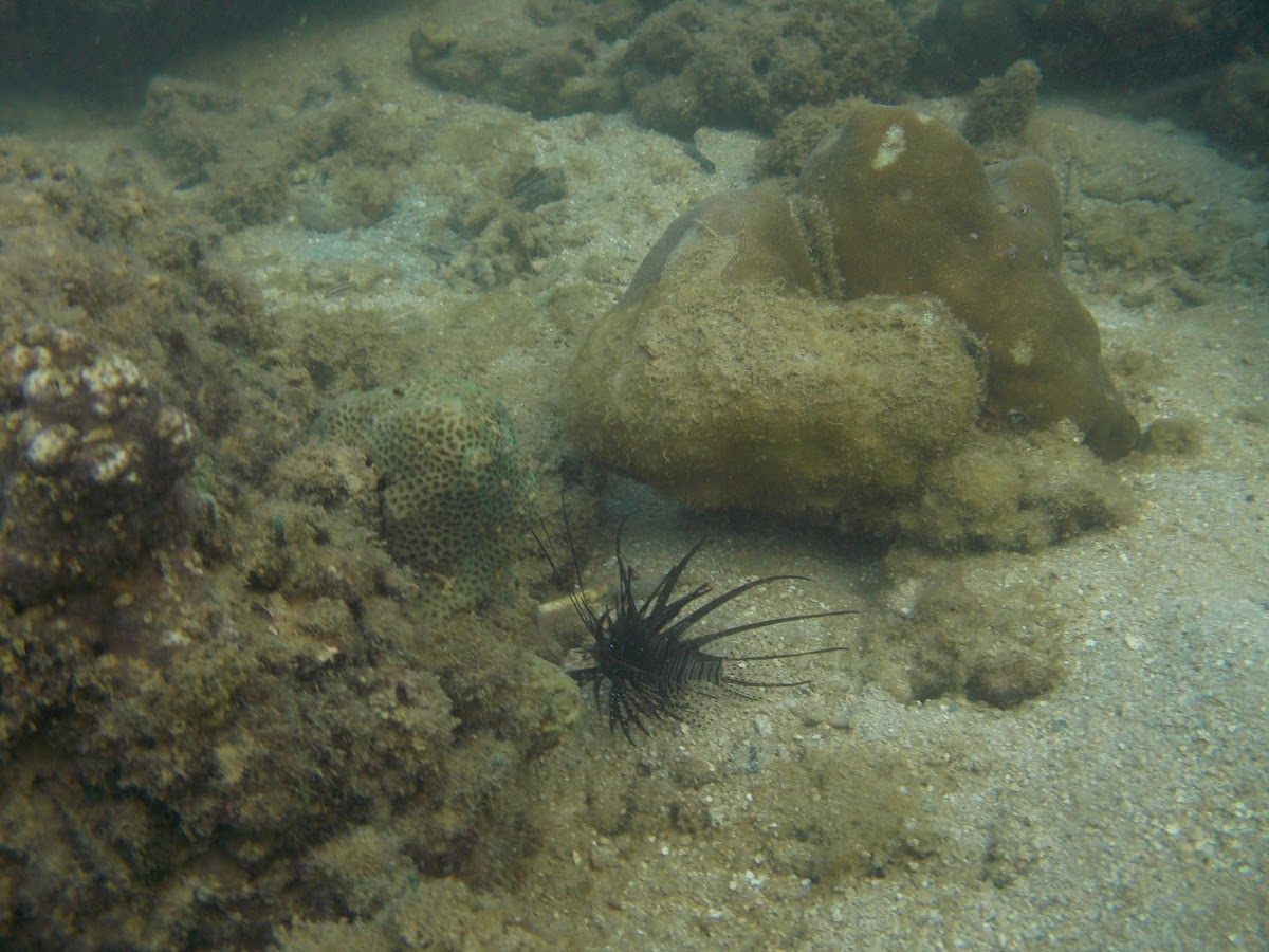 black lionfish