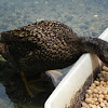 Laysan duck