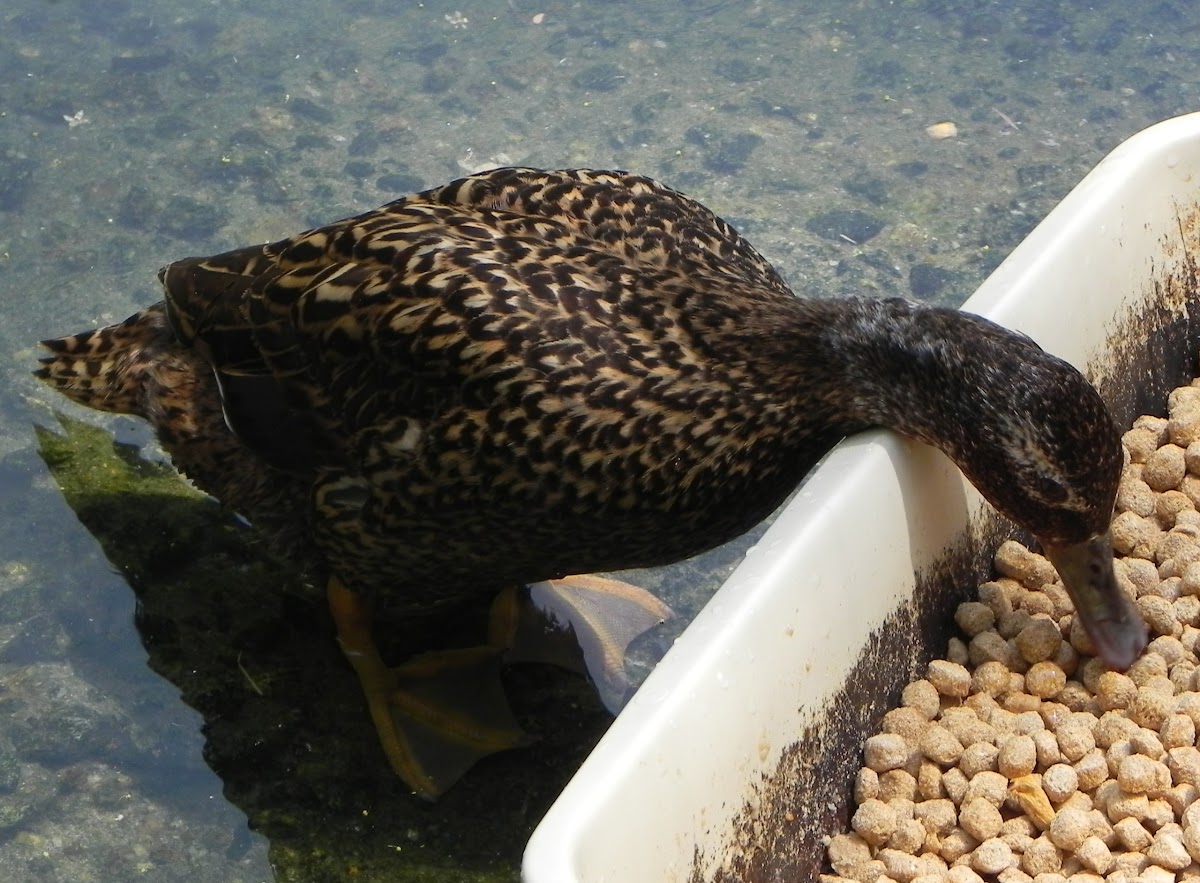 Laysan duck