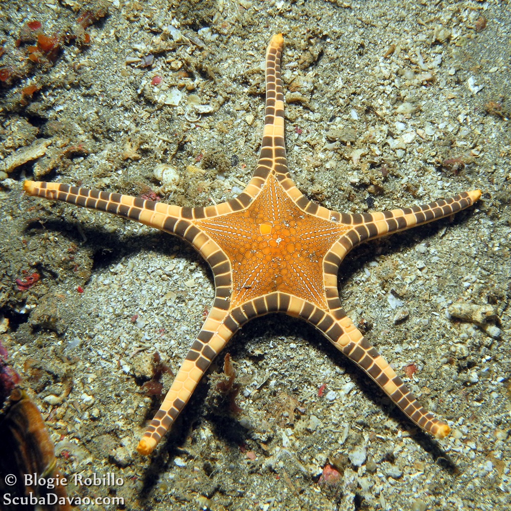Иглокожие представители морские звезды. Морская звезда тип. Colobometra perspinosa морская звезда. Морская звезда hippasteria phrygiana. Иглокожие морские звезды.