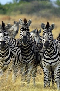 How to download Hear the Animal 1.0 patch 1.0 apk for laptop