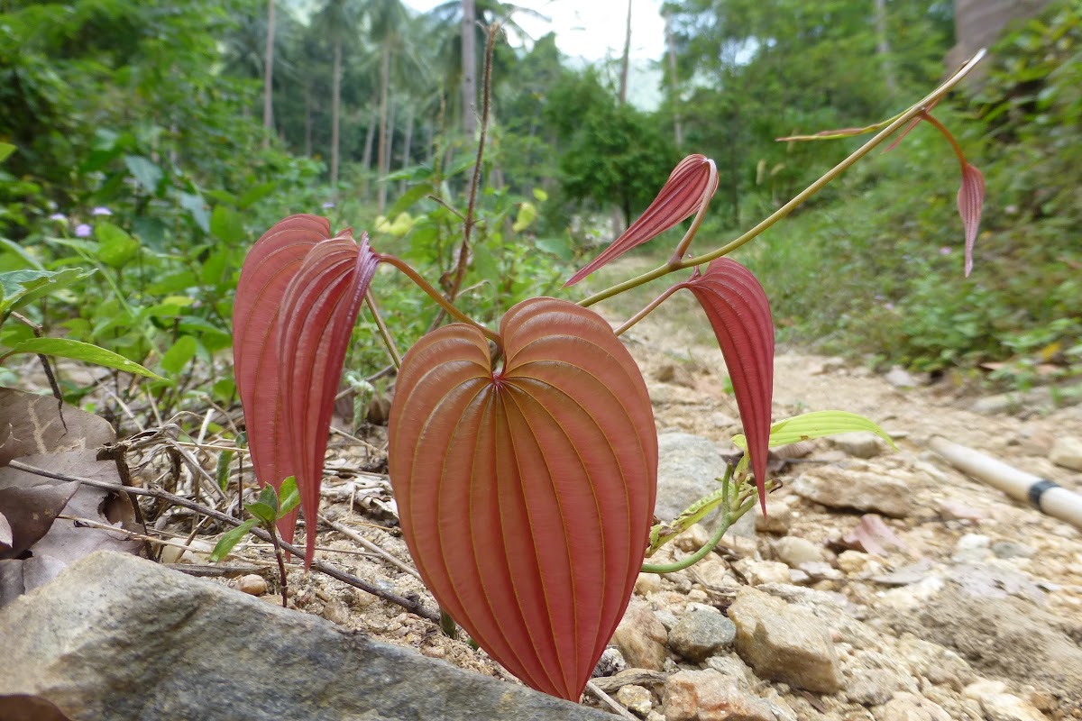 Stemona tuberosa