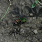 Green Tiger Beetle