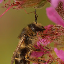 Solitary / wild bees of Belgium