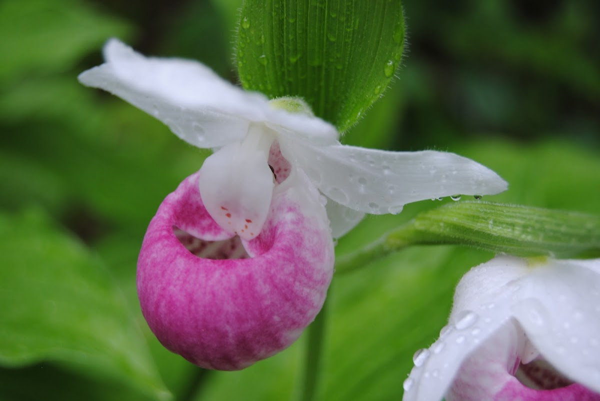 Showy Lady Slipper