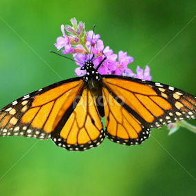 Ascension by Ken Miracle - Animals Insects & Spiders