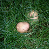 Common Tumbling Puffball