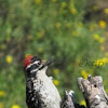 Downy Woodpecker (male)