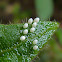 Unidentified insect eggs