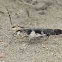Platte Range Grasshopper