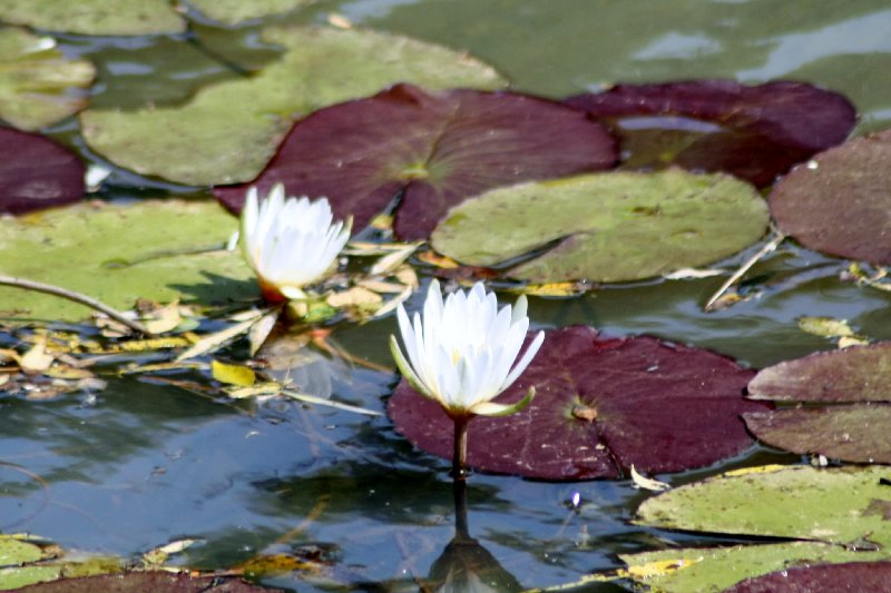 the white water lily