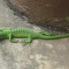 emerald tree monitor lizard
