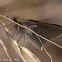 Pigmy Skipper Butterfly