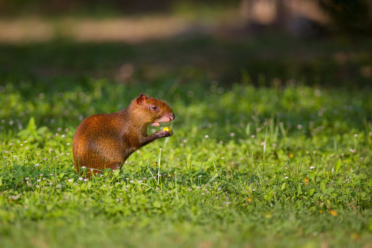 An agouti at the Queen Elizabeth II Botanic Park on Grand Cayman Island.