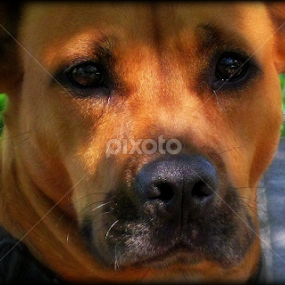 Soulful Eyes by Dianne Stephens-Miller - Animals - Dogs Portraits