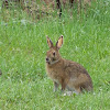 Snowshoe Hare