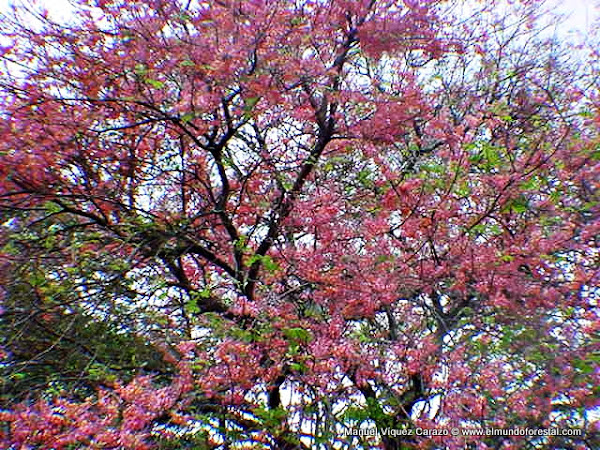 Pink Shower Tree Pink Cassia Pride Of Java Project Noah 