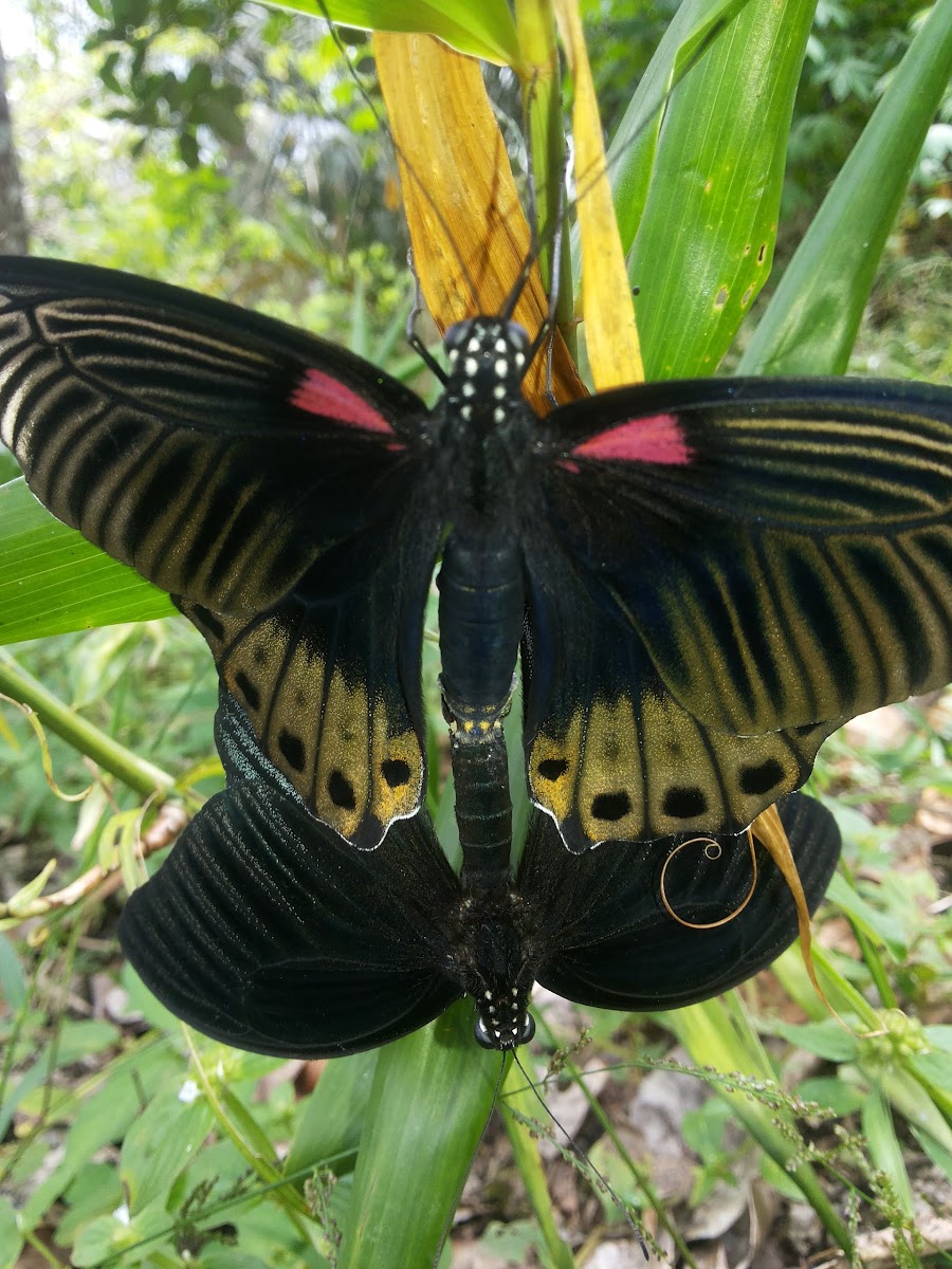 butterfly (great mormon)