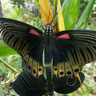 butterfly (great mormon)