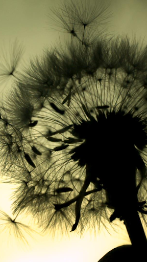 Dandelion Live Wallpaper