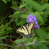 Eastern Tiger Swallowtail butterfly